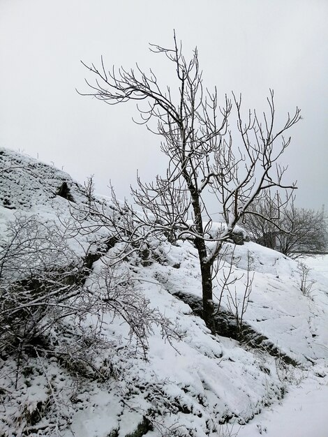 ノルウェーのラルヴィークの雪に覆われた森の木々の垂直方向の画像