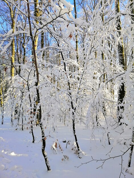 ノルウェーのラルヴィークの雪に覆われた森の木々の垂直方向の画像