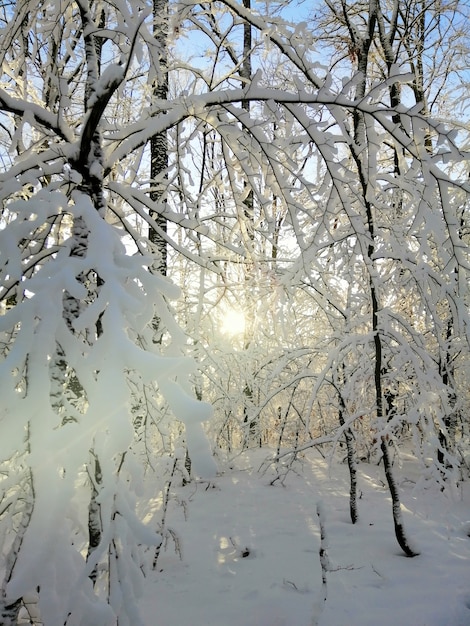 Vertical picture of trees in a forest covered in the snow under the sunlight in Larvik in Norway