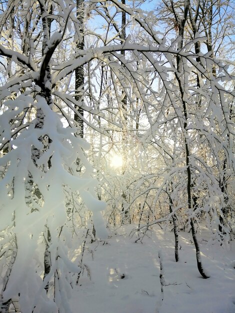 ノルウェーのラルヴィークで日光の下で雪に覆われた森の木の垂直方向の画像