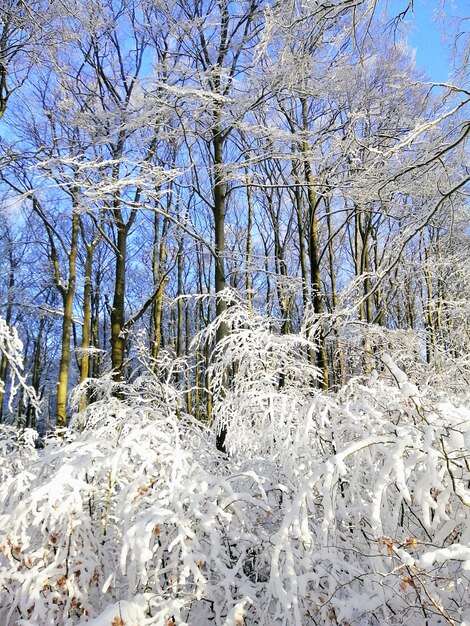 ノルウェーのラルヴィークで日光の下で雪に覆われた森の木の垂直方向の画像