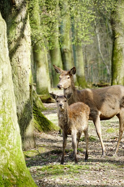 Vertical picture of two red deers surrounded by trees in a forest under the sunlight
