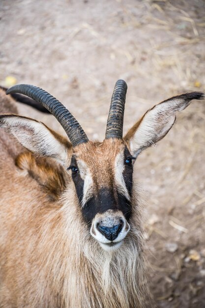 Vertical portrait of a beautiful gazelle