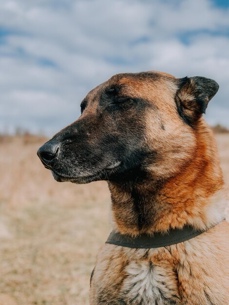 フィールドでベルギーの羊飼いの縦の肖像画