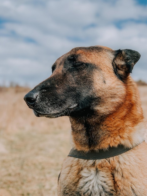 Vertical portrait of a Belgian shepherd in a field