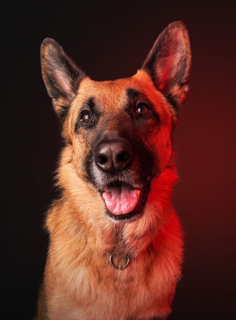 Vertical portrait of a domestic cute German Shepherd type of dog