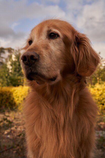 Vertical portrait of a golden retriever looking away with a cloudy sky