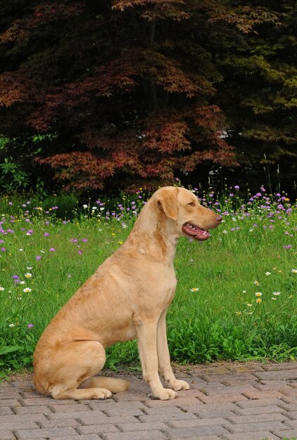 庭の通路に座っている大型のチェサピークベイレトリーバー犬の縦の肖像画