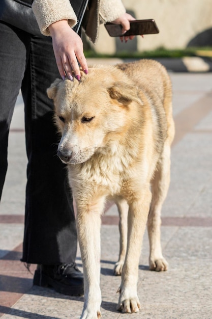 Foto gratuita ritratto verticale del cane senzatetto adorabile dell'animale domestico della giovane signora foto di alta qualità