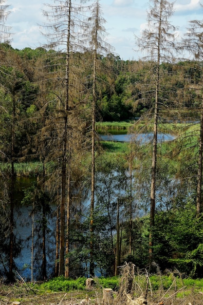 Vertical scenic view though part of the forest is in a bad condition