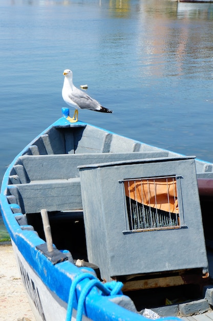 Verticale di un gabbiano arroccato su una barca in riva al mare