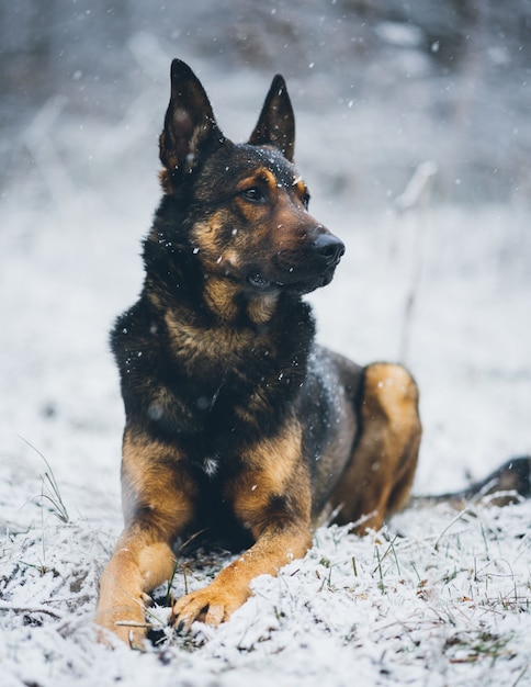 Vertical selective closeup shot of a German shepherd dog sitting on a snowy surface