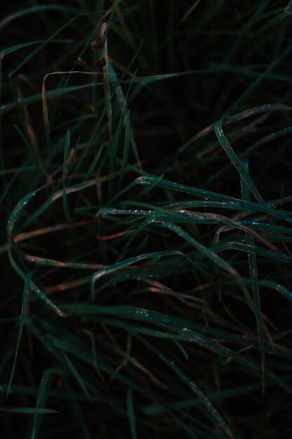 Vertical selective closeup shot of wet green grass