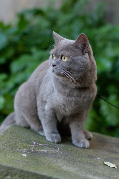 Vertical selective focus closeup of a British Short-haired grey cat