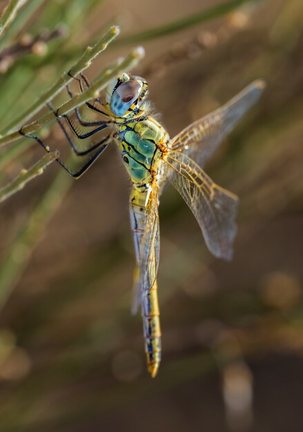 Vertical selective focus closeup of a dragonfly  in their natural environment.