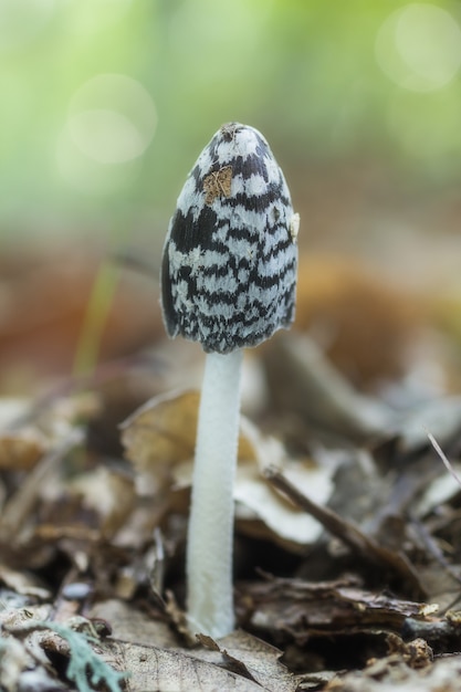 Vertical selective focus closeup of a mushroom on the forest floor of chestnut trees