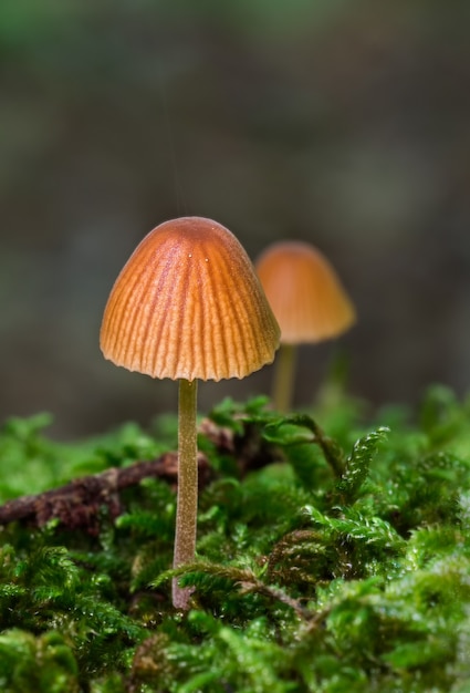 Primo piano verticale del fuoco selettivo dei funghi nel loro ambiente naturale