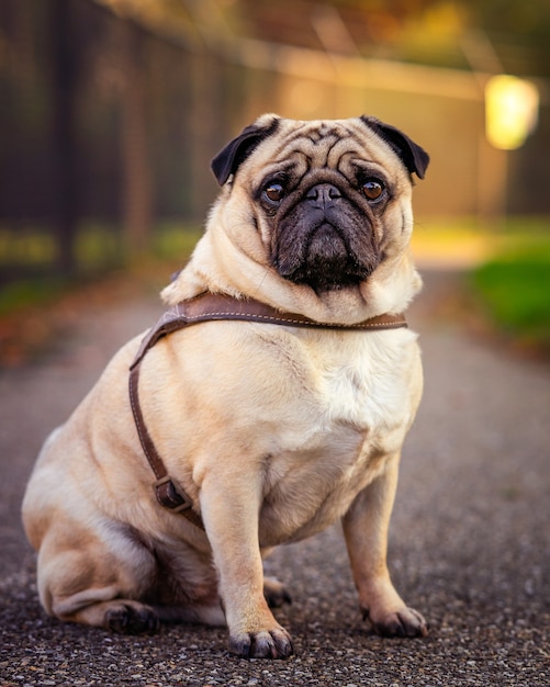 Vertical selective focus closeup of a pug dog  sitting on the ground