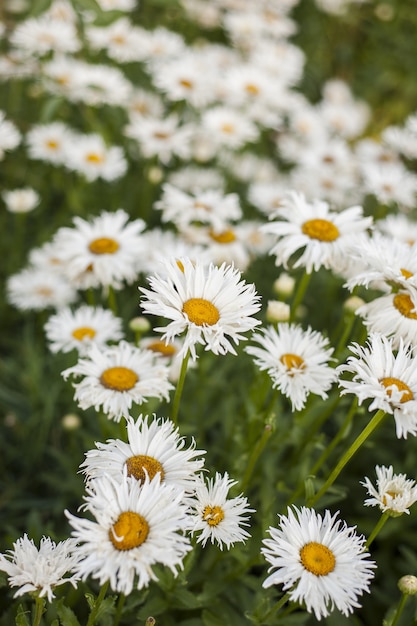 Vertical selective focus of a field of beautiful chamomiles