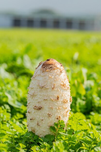 Vertical selective focus of shaggy ink cap on blurred grass