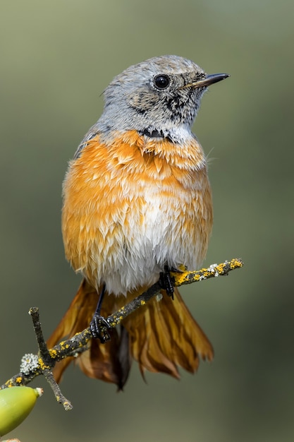 Vertical selective focus shot of a beautiful bunting bird on the thin branch of a tree