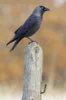 Free photo vertical selective focus shot of a beautiful raven sitting on a log of wood