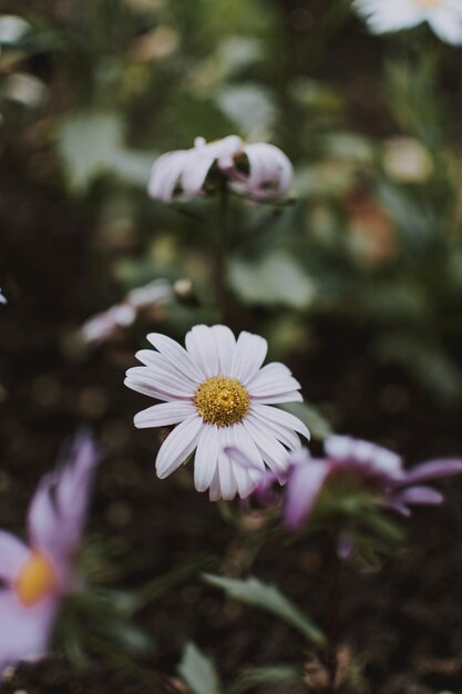 Vertical selective focus shot of a beautiful white flower in a garden