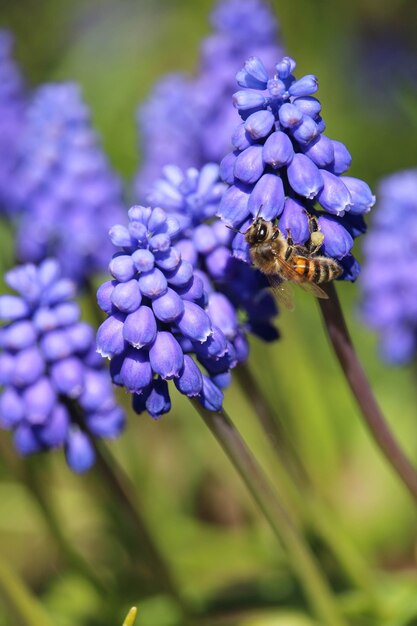 Vertical selective focus shot of a bee on blue Armenian Muscari plants