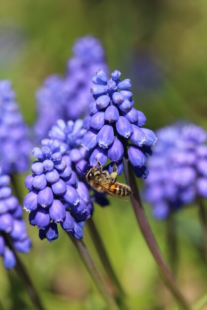 Vertical selective focus shot of a bee on blue Armenian Muscari plants