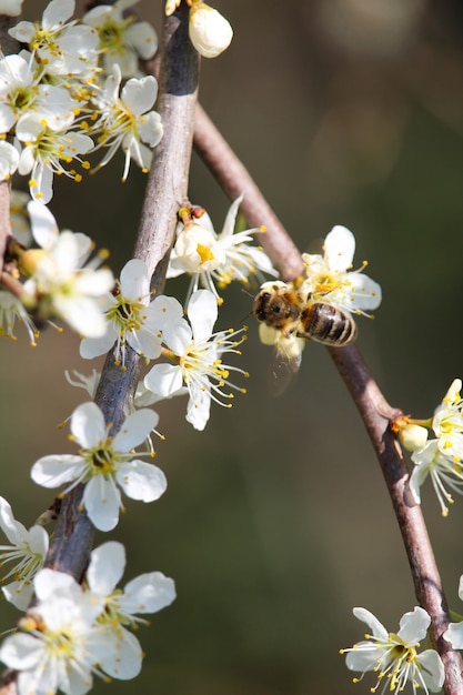 Вертикальный снимок с селективным фокусом пчелы на цветущей вишне