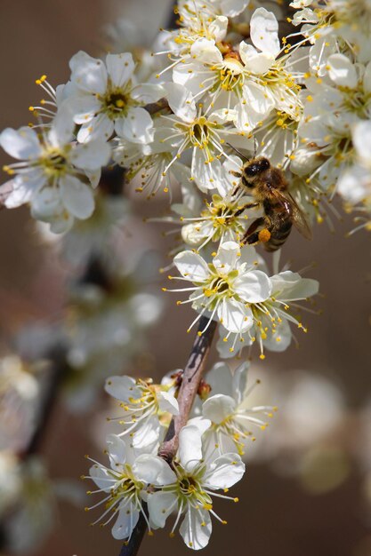 Вертикальный снимок селективного фокуса пчелы на цветущей вишне