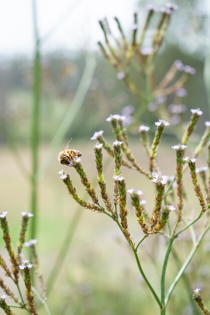 Vertical selective focus shot of a bee on sweet grass branch