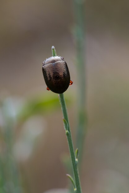 Vertical selective focus shot of a beetle on a green branch