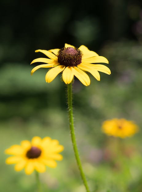 Vertical selective focus shot of a black-eyed Susan in the middle of a flower field