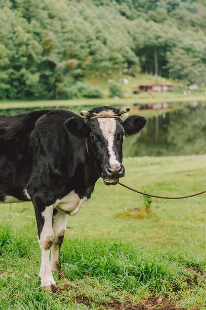 Вертикальный снимок с селективным фокусом черно-белой коровы на зеленом поле возле пруда