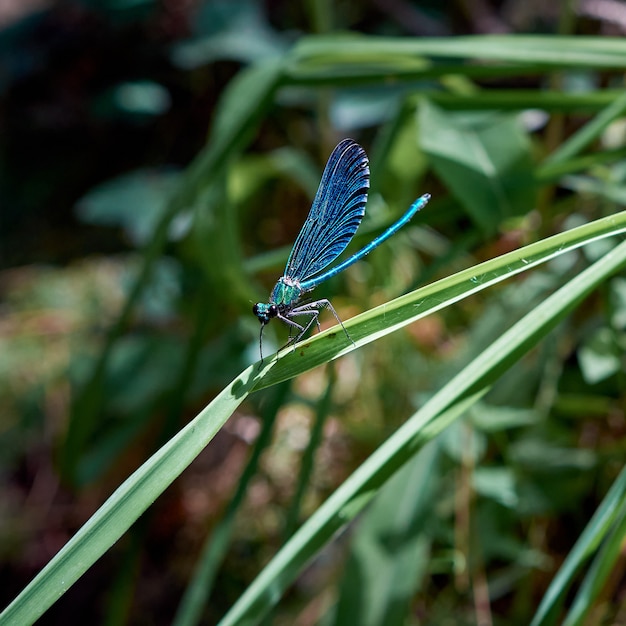 Вертикальный снимок с селективным фокусом голубой стрекозы, отдыхающей на растении