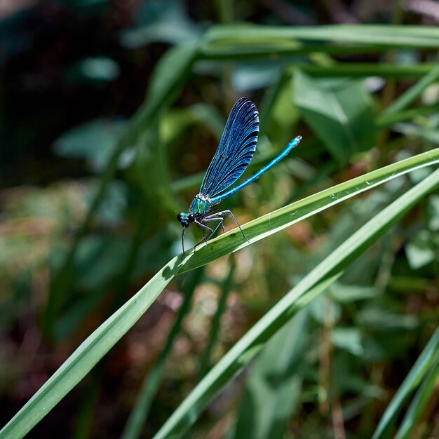 Vertical selective focus shot of a blue damselfly resting on a plant