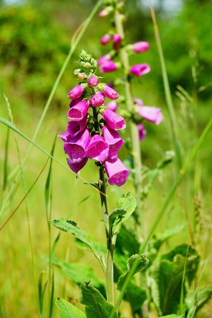 Vertical selective focus shot of a branch of foxgloves in the field