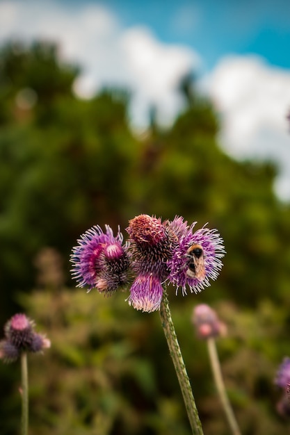 Vertical selective focus shot of burdock plant