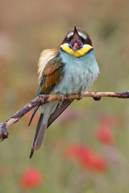 Vertical selective focus shot of a colorful bee-eater sitting on a thin branch of a tree