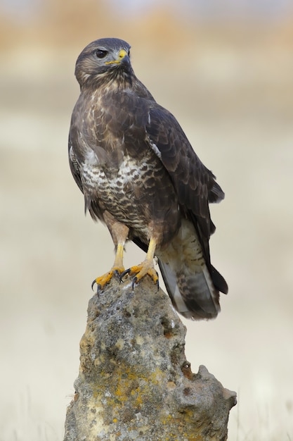 Vertical selective focus shot of a Common buzzard perched on a rock 