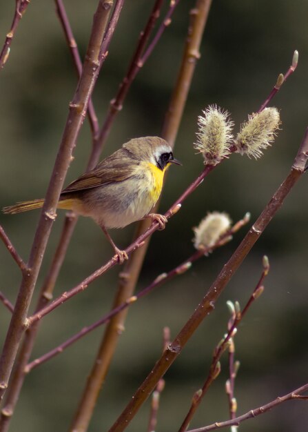 Vertical selective focus shot of Common Yellowthroat Warbler perched on a branch