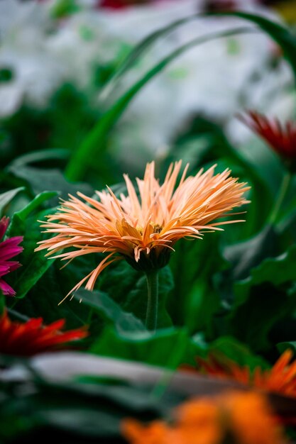 Vertical selective focus shot of coral gerbera flowers