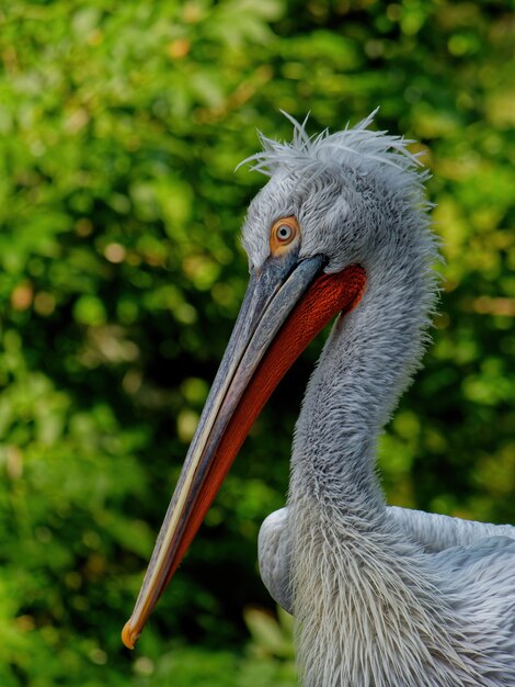 Vertical selective focus shot of a Dalmatian pelican with greenery