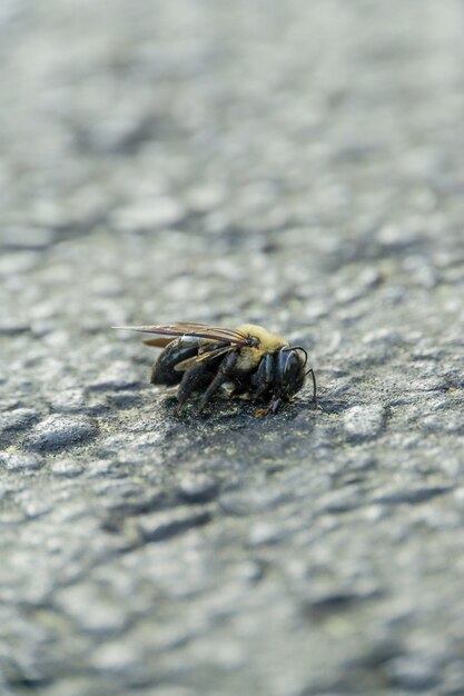 Vertical selective focus shot of a dead bee on the stone ground