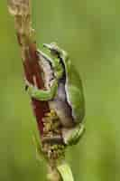 Free photo vertical selective focus shot of a european tree frog sitting on a branch with a green background