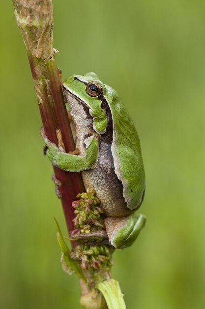 Vertical selective focus shot of a European tree frog sitting on a branch with a green background