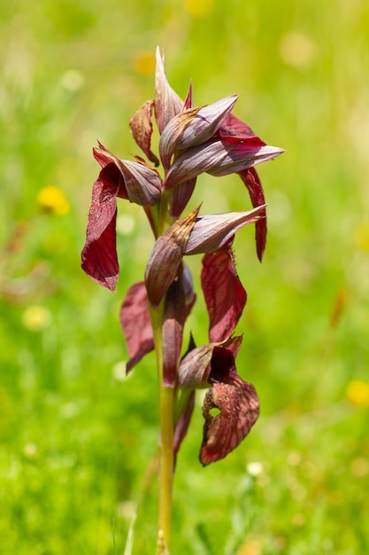 Vertical selective focus shot of a flower captured in Cies island, Spain