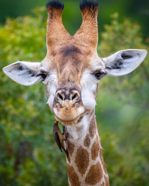 Vertical selective focus shot of a giraffe with trees on the background