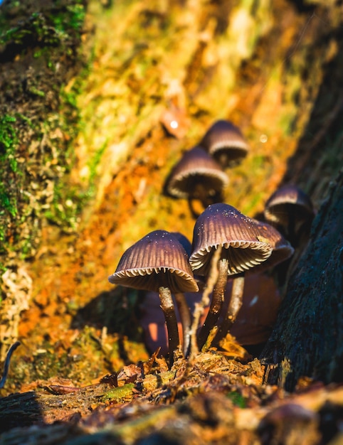 Free photo vertical selective focus shot of a golden scales mushroom